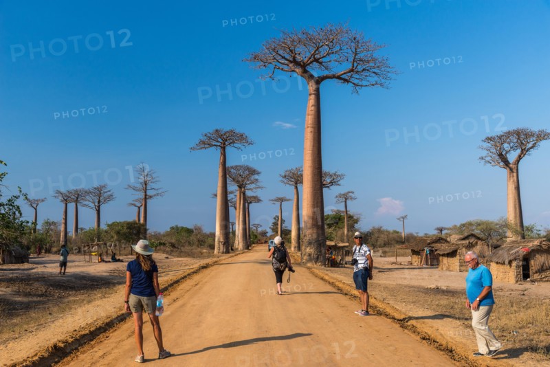Locals and tourists mingle along the iconic Avenue of Baobabs. Madagascar, Africa.