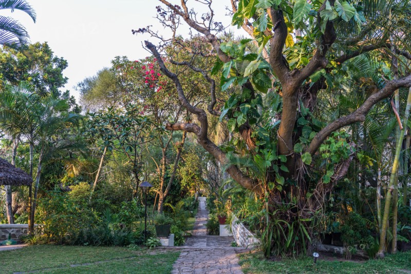 Hotel garden. Madagascar, Africa.