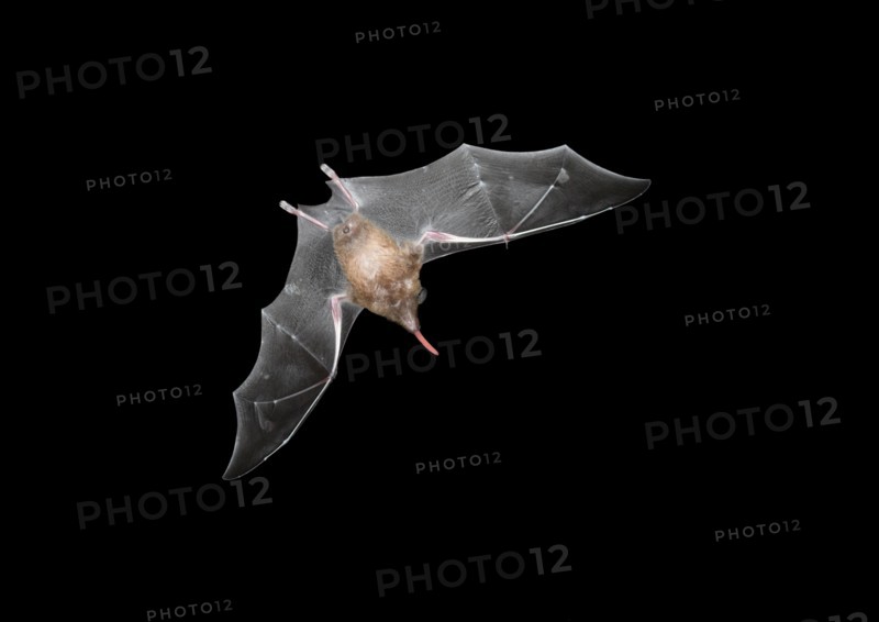 Common Long-tonged Bat - Glossophaga soricina