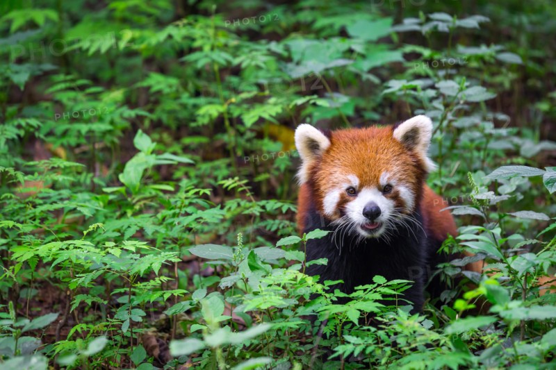 Portrait of a Red Panda , Ailurus fulgens , fire fox surrounded by plants