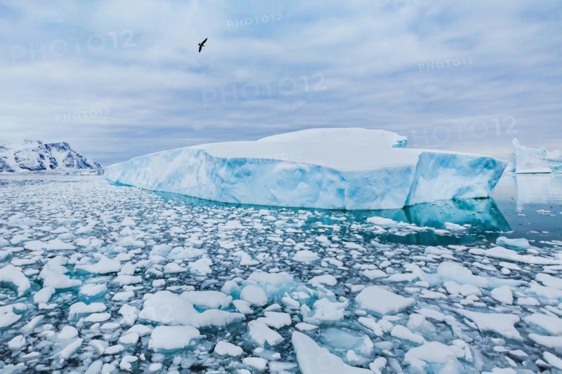 Antarctica nature beautiful landscape, bird flying over icebergs