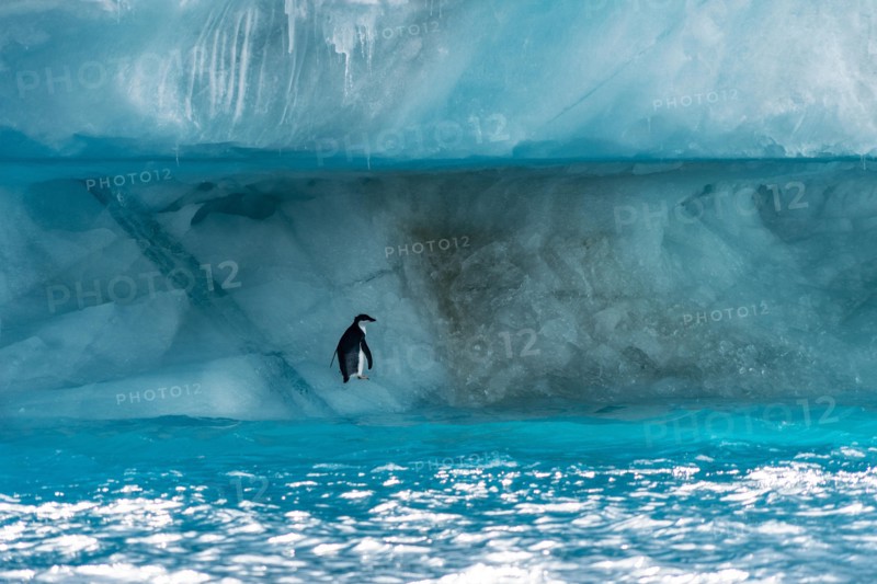 Penguin in Antarctica