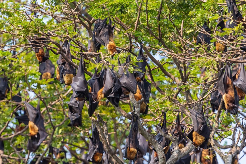 Fruit bat trees (Flying fox). Tissamaharama, Sri Lanka.