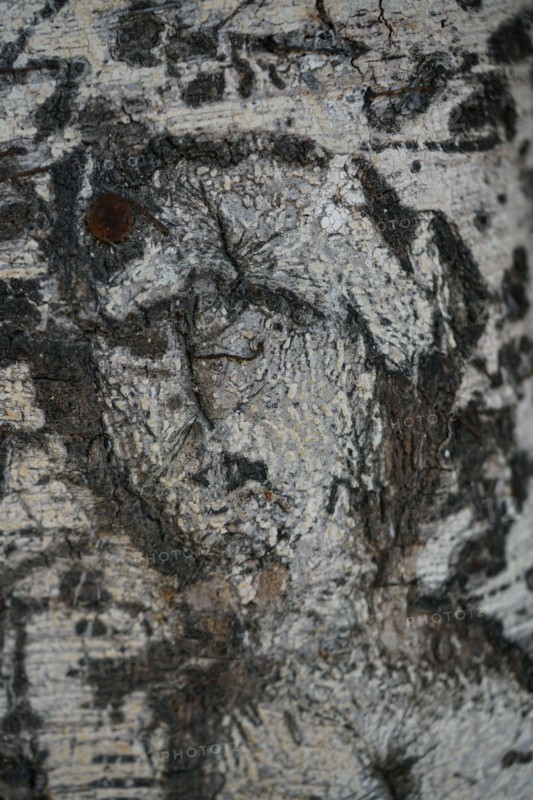 Human face is viewed in a natural growing tree trunk Pareidolia is the tendency for incorrect perception of a stimulus as an object, pattern or meanin