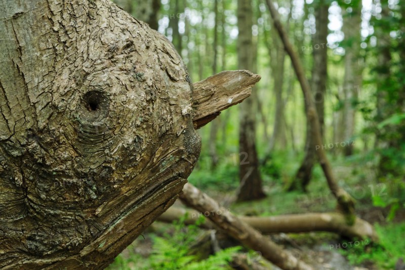 Pareidolia ...bird's face on fallen tree branch