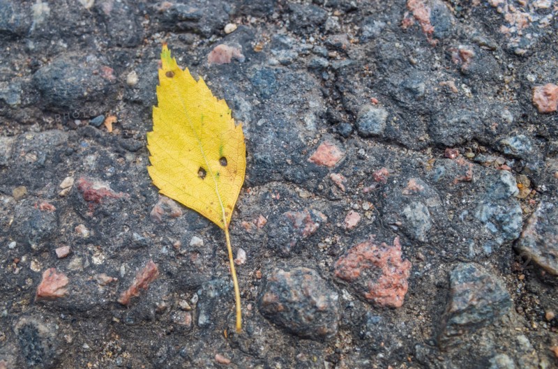 A small autumn yellow leaf with eyes resembling a human head lies on the pavement. The concept of imagination