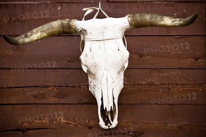 An animal skull hangs on a wall the Kitigan Zibi Algonquin Native reserve in Quebec, Canada