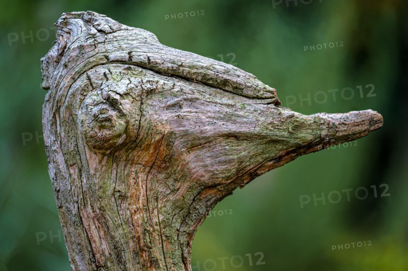 Nicely shaped piece of an old weathered tree root that looks like the portrait of an ostrich, real natural art