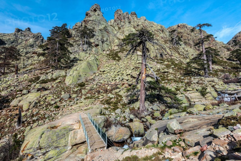 GR20 passe crosses watercourse through the new walk bridge in top of Radule waterfall in high of Golo valley and the beginning Valdo-Nielo forest. Nio