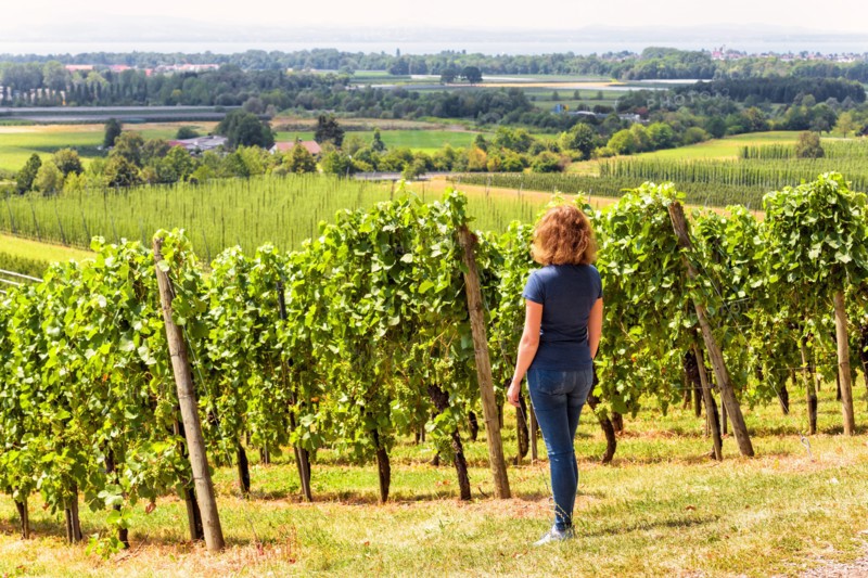 Vineyard rows overlooking grape fields, young woman looks at green vine plantations. Panorama of vineyards in valley. Concept of viticulture, people i