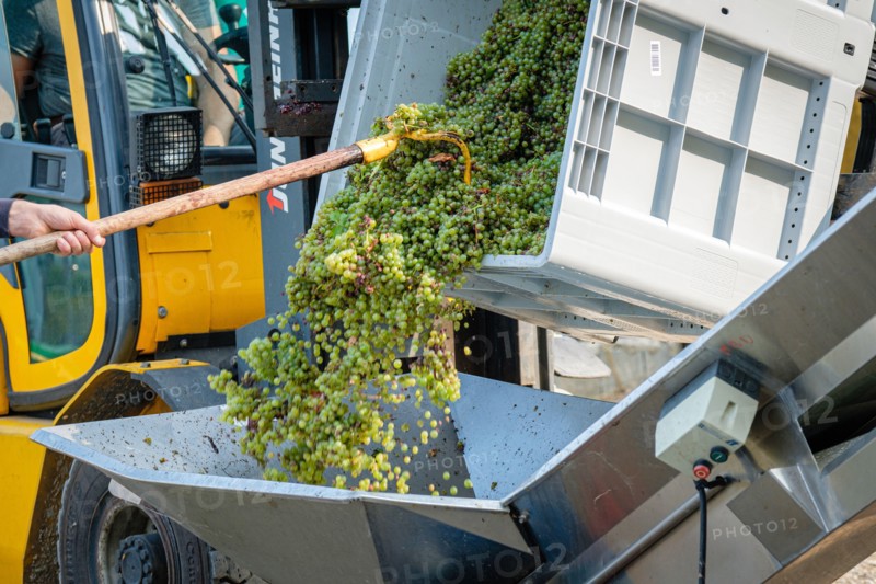 France, Lachassagne, 2023-08-30. White grapes being emptied onto a harvest conveyor belt.