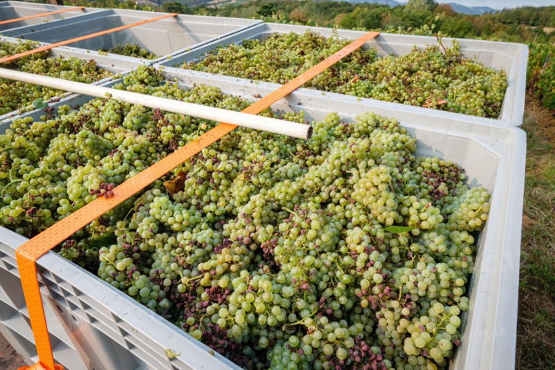 France, Bagnols, 2023-08-30. Start of the white grape harvest in the Beaujolais region.