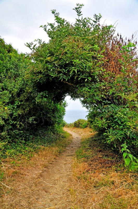 passage through shrubs at coastal walking trail GR34 at the Breton coast, France, Brittany, DÚpartement C¶tes-dÆArmor, PlÚneuf-Val-AndrÚ