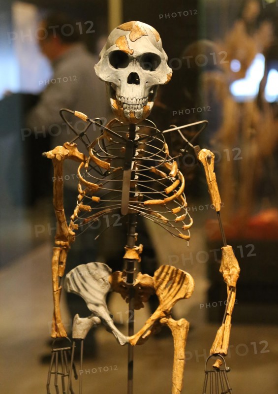 Australopithecus afarensis. Lucy. Adult female skeleton. 3.2 milion years ago. Ethiopia. Replica. National Archaeological Museum