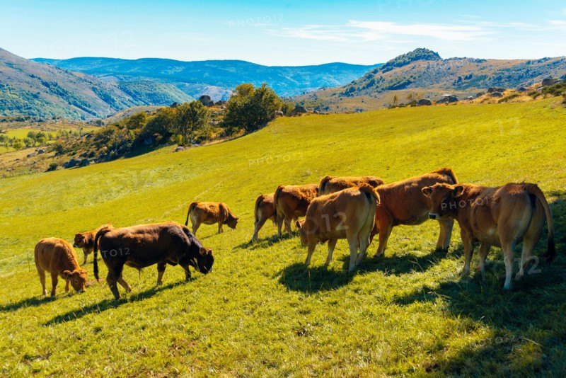 Grazing cattle near the hamlet of Finiels on the Robert Louis Stevenson Trail in the Cévennes, Lozère, France