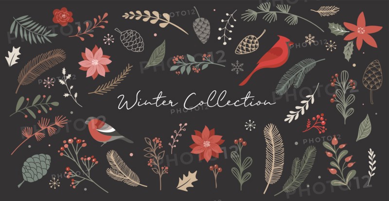 Botanical Christmas, Xmas elements, winter flowers, leaves, birds and pinecones isolated on white backgrounds.
