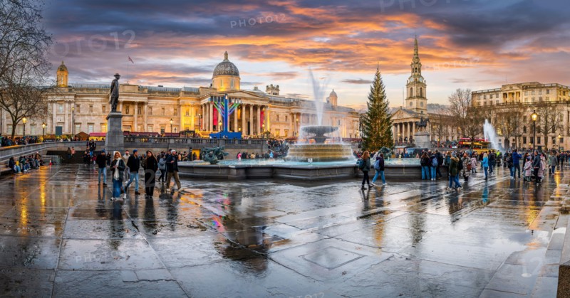 London, UK - November 25, 2023: Christmas tree on central London, EnglandTwilight at Trafalgar Square with golden sunset hues, reflecting on wet stree