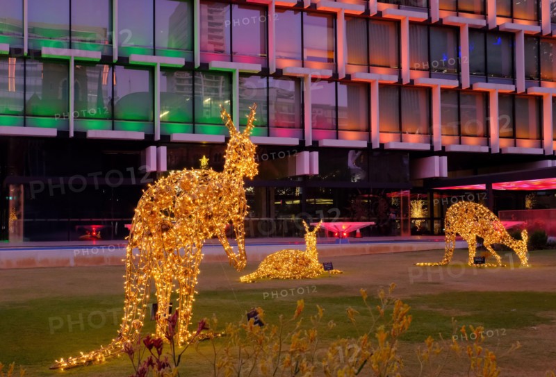 Perth: Christmas kangaroos with shining gold lights at twilight at Council House, St Georges Terrace, Perth, Western Australia