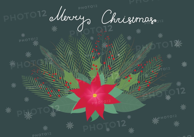 Christmas illustration with red flower and red berries, flat vector illustration