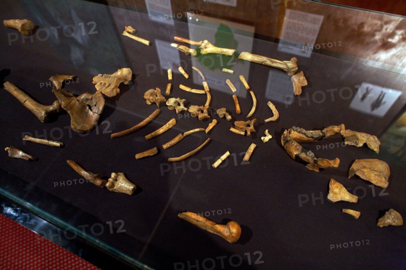Ancient bones, Lucy, on display in the National Museum, Addis Ababa, Ethiopia
