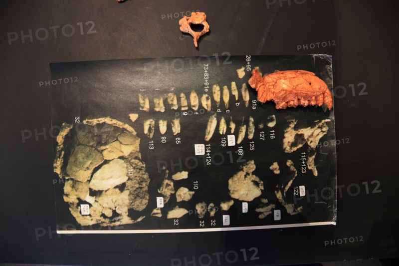 Addis Ababa, at the Ethnological Museum, picture of Luci, Lucy refers to the 1974 Afar Triangle discovered partial skeleton of a