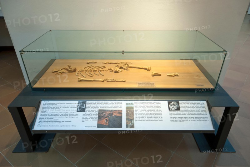 Replica of Lucy skeleton (Australopithecus afarensis) at Prehistoric Museum of Pofi, Lazio, Italy
