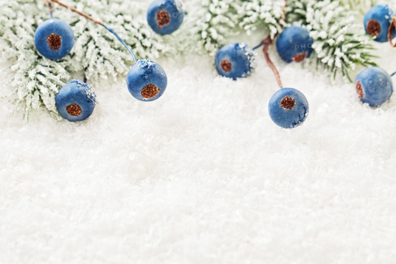 Christmas background with green fir branch, blue berries and snow close up