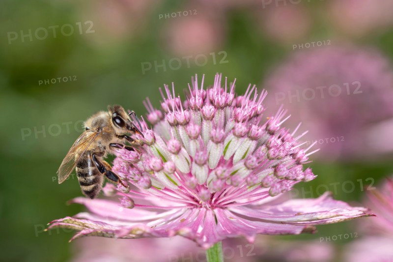 Bee - Apis mellifera - pollinates a blossom of the great masterwort - Astrantia major