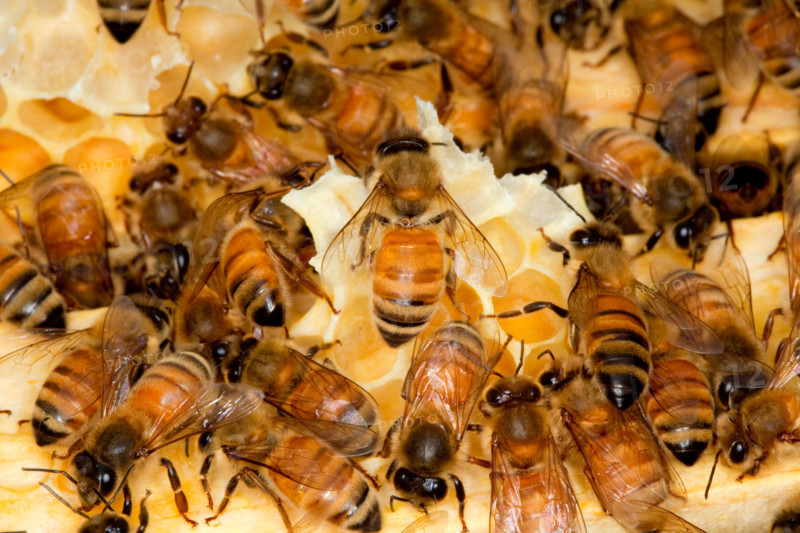 A colony of honey bees.