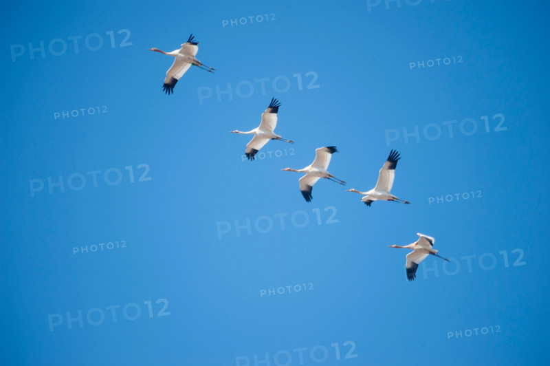 Whooping Cranes migrating