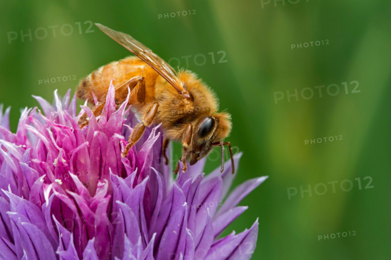 Italian Cordovan bee (Apis mellifera ligustica), subspecies of the western honey bees collecting nectar from flowering chives
