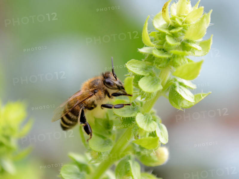 Close up of honey-bee on a green basil, Ocimum basilicum