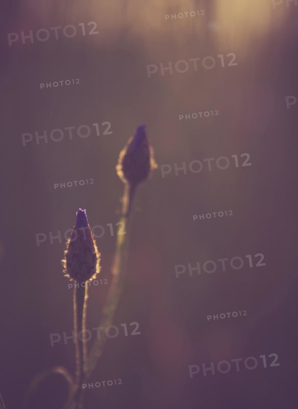 Beautiful close up cornflower in sunset light. Photo with vintage mood effect