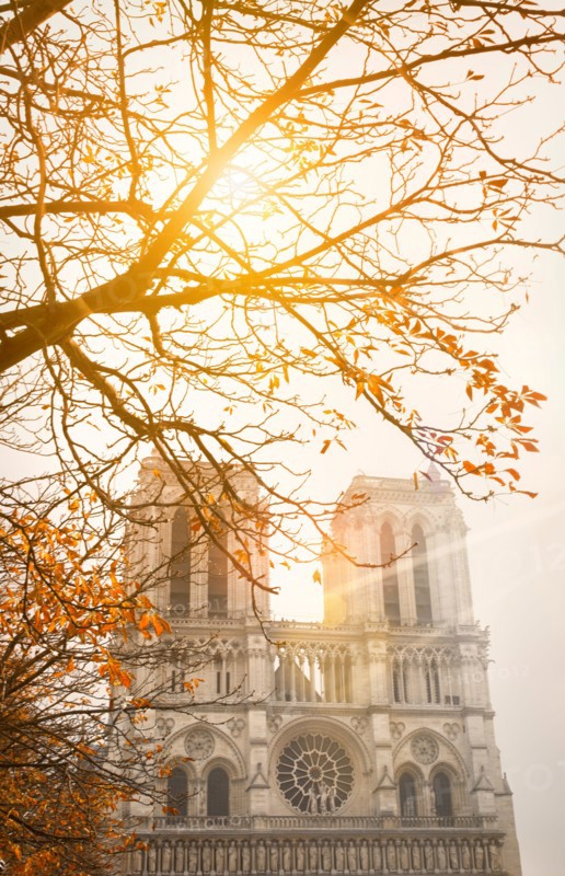Notre Dame Cathedral, Paris, with autumn sunshine through the branches of a tree.