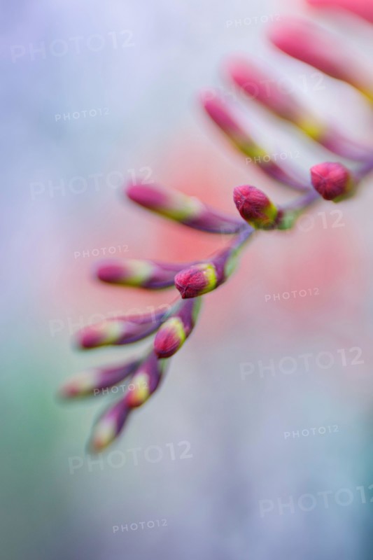 lensbaby image of a crocosmia flower