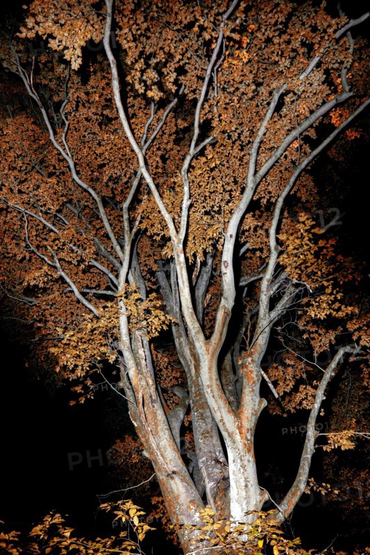 Mysterious tree branch patterns at night with fall foliage - Brevard, North Carolina, USA