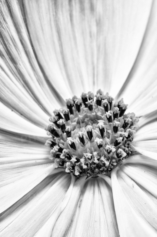 A black and white close up of part of the centre of a Cosmos flower showing the floral structures