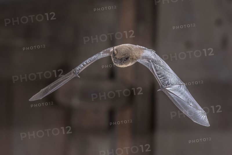 Flying Common Pipistrelle Bat (Pipistrellus pipistrellus) is a small pipistrelle microbat whose very large range extends across most of Europe, North