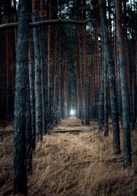 Scary burnt forest at evening with light in the end