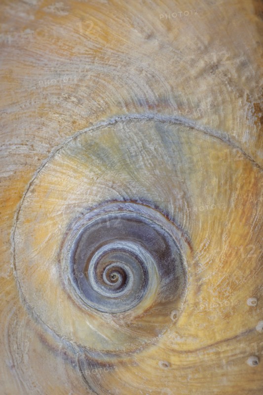 USA, Washington State, Hood Canal. Moon snail shell close- up.