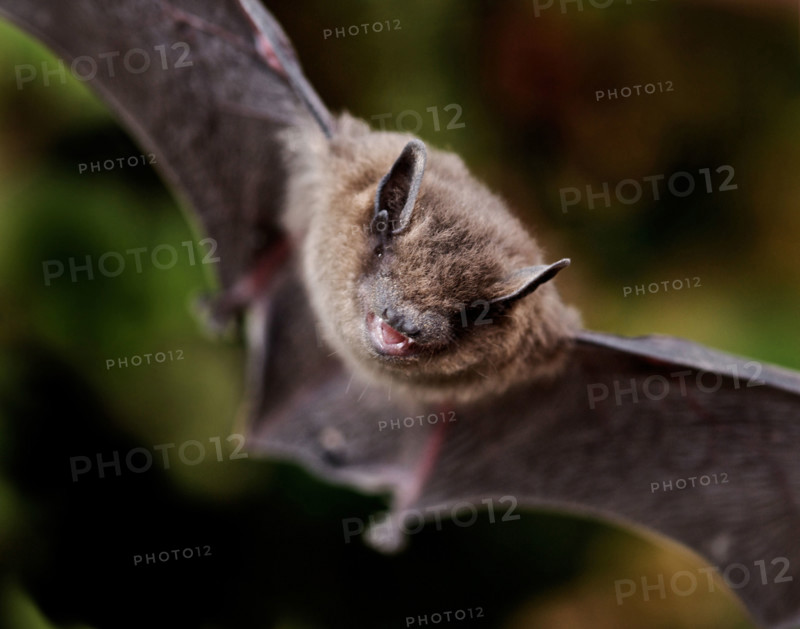 Common pipistrelle  bat (Pipistrellus pipistrellus) Pipistrelles are the smallest and commonest bat in the UK.