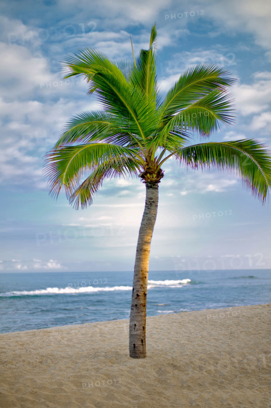 Palm tree and ocean on the Kohala Coast. The Big Island, Hawaii.