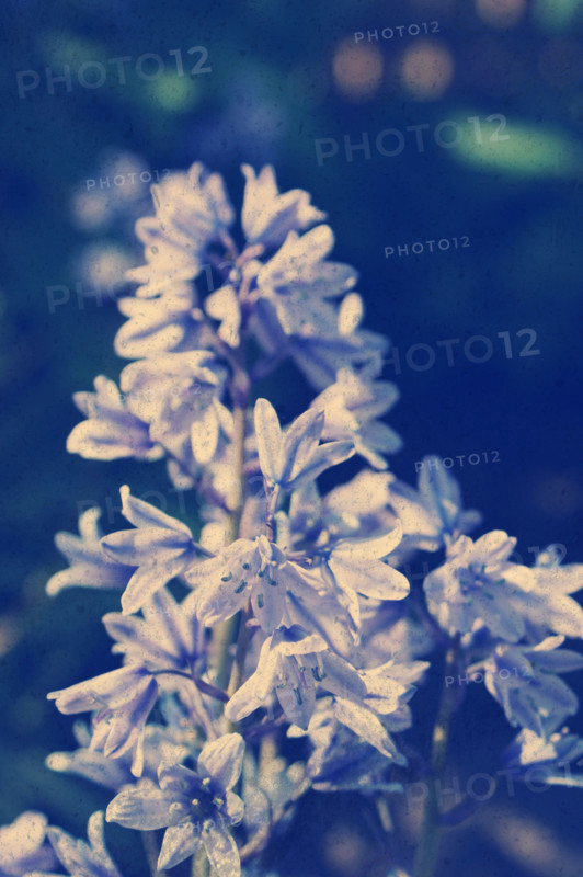 Grunge style background of bluebell flowers with Instagram effect