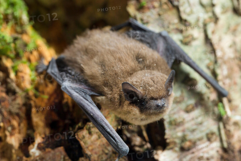 common pipistrelle (Pipistrellus pipistrellus), at a tree, Germany