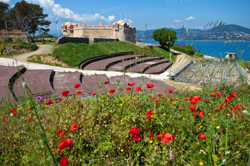 Corn poppy field (Papaver rhoeas) at Citadel of Saint-Tropez, gulf of Saint-Tropez, french riviera, South France, Cote d'Azur, France, Europe
