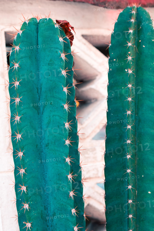 Vintage  cactus flowers pastel color to Creative  pattern and texture design with  background banner