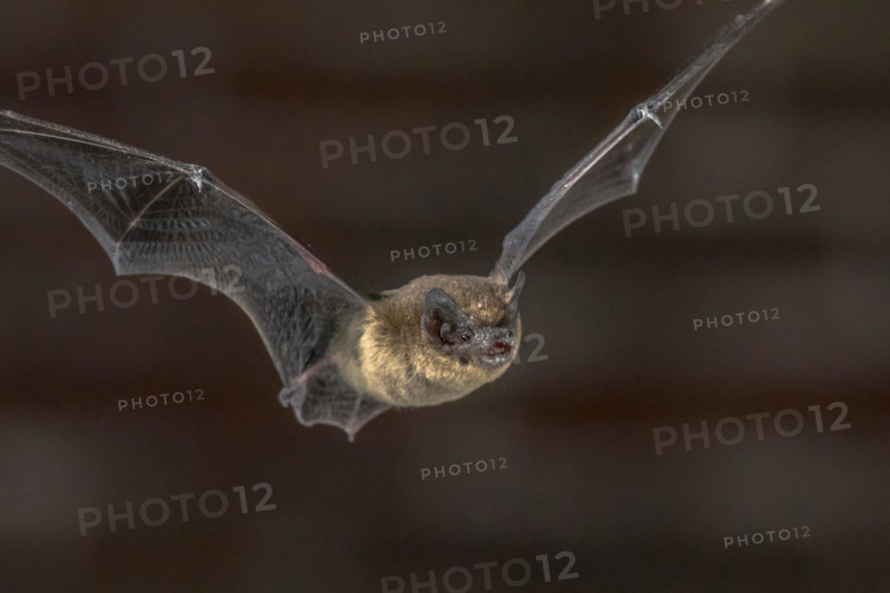 Close up of Pipistrelle bat (Pipistrellus pipistrellus) flying on attic of church in darkness