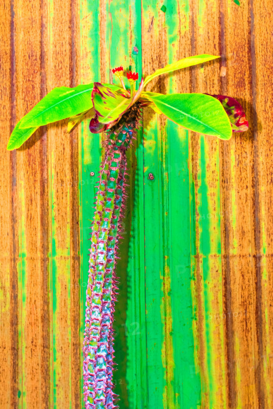 Cactus pastel tone on rust wall.Copy space.