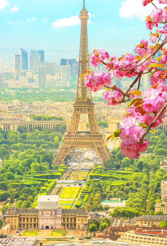 Cherry blossom branch in foreground and cityscape skyline of Paris with Eiffel Tower on background. Seasonal picturesque background. Scenic wallpaper with Eiffel Tower. Vertical shot.
