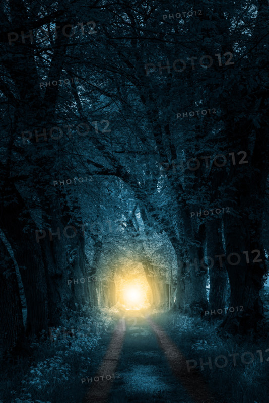 footpath trough mystically forest to sunlight